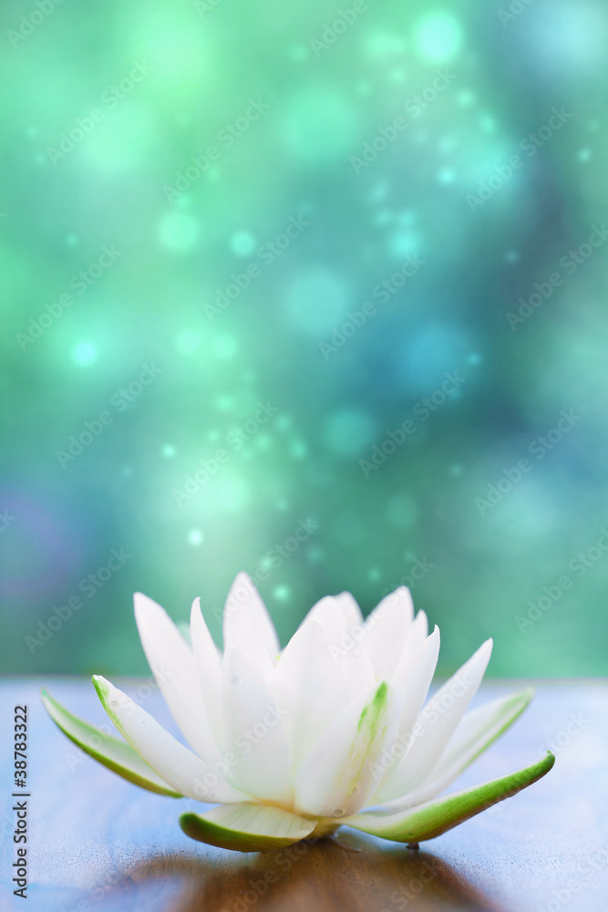 白水百合花