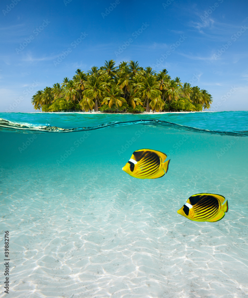 棕榈岛与海底世界