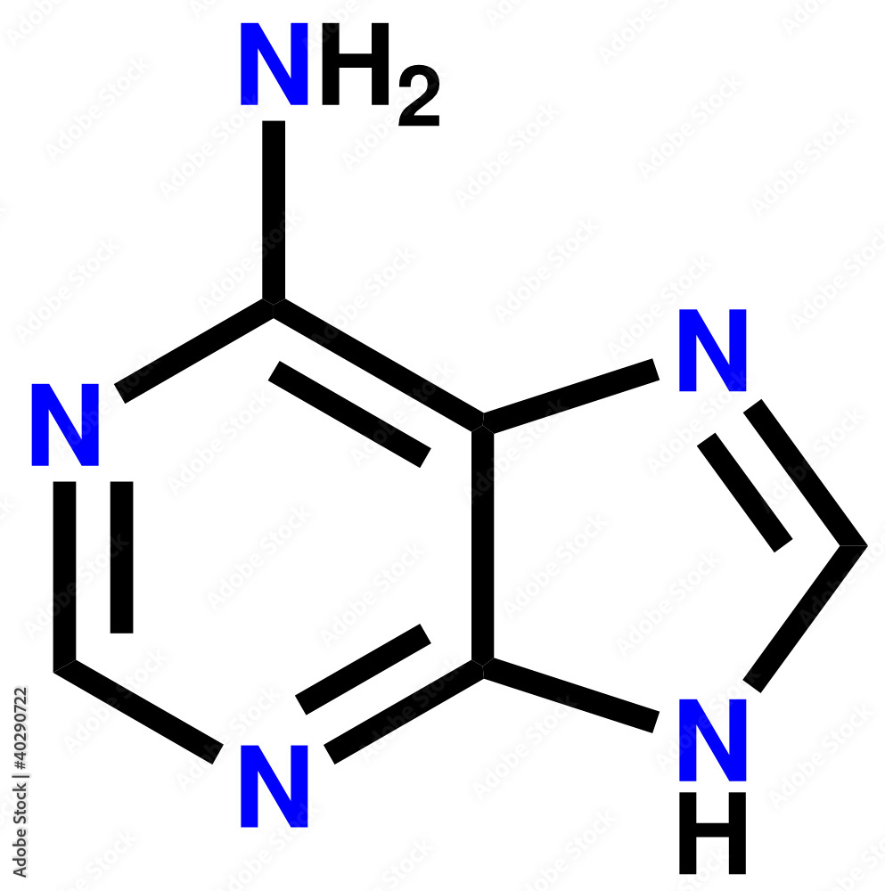 核苷酸腺嘌呤结构式