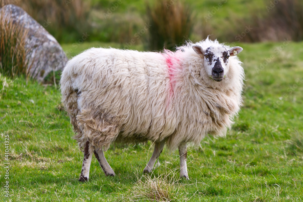 爱尔兰康尼马拉的绵羊