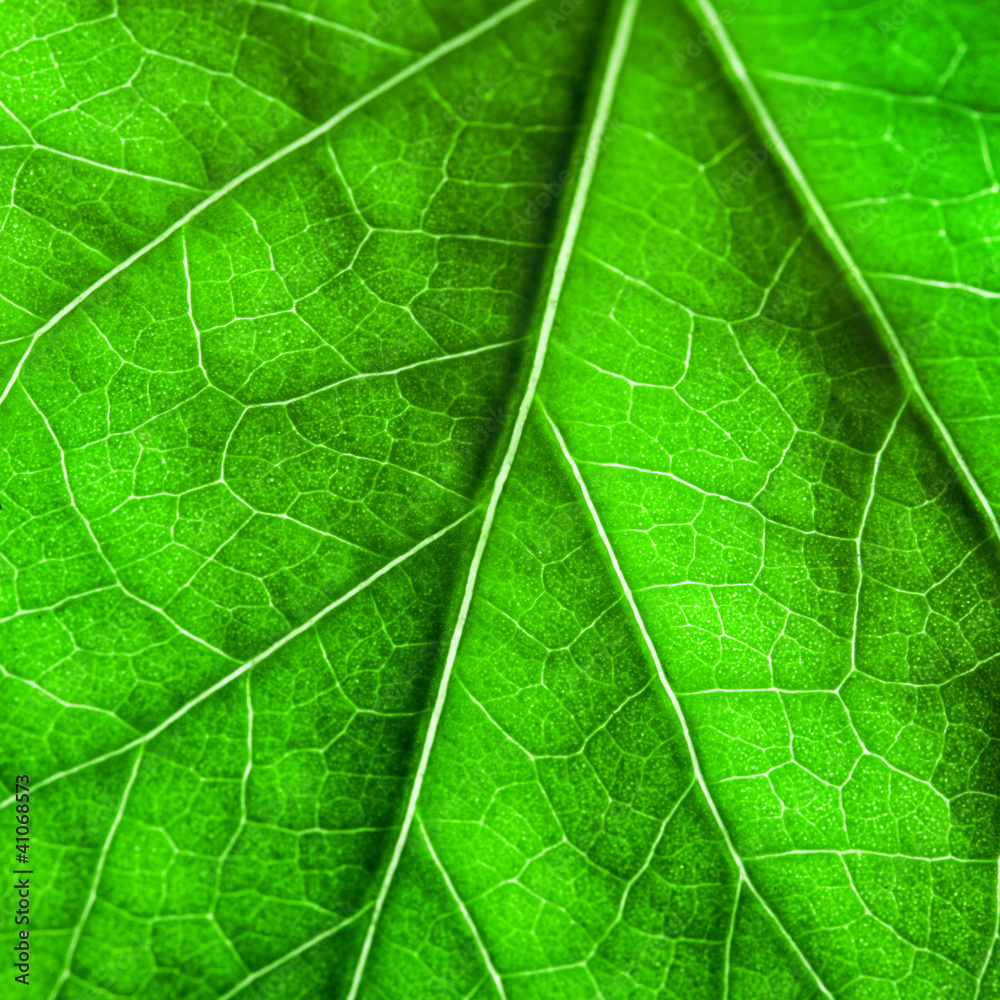 Green leaf texture. Macro