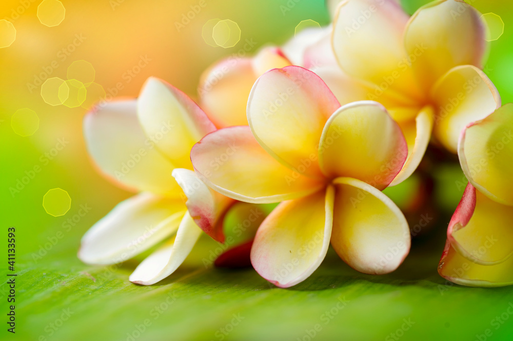 Frangipani热带水疗花。李子花。浅自由度