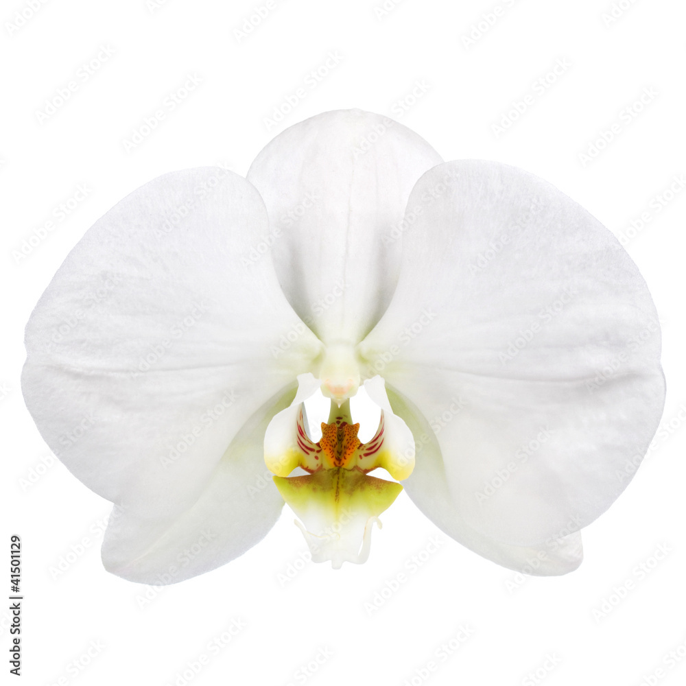白色背景上隔离的白色兰花