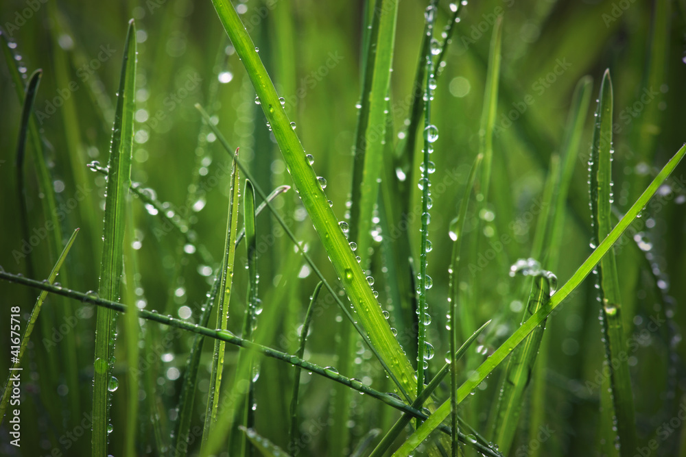 有雨滴的草