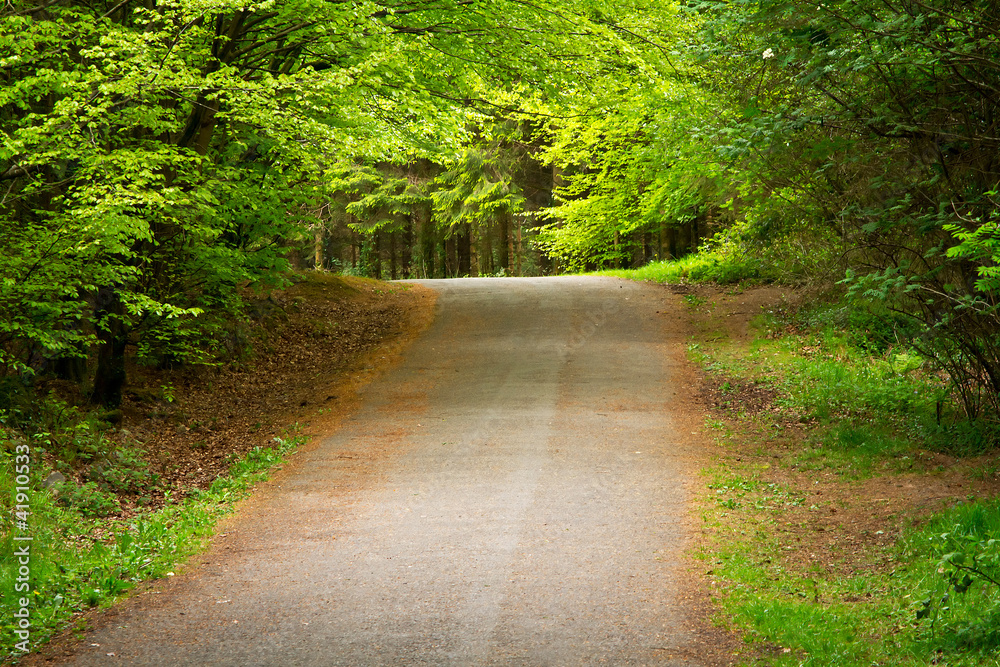 通往绿色森林的道路