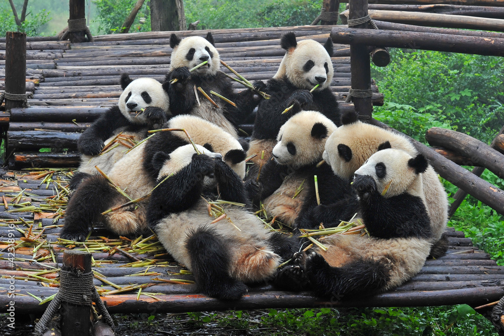 大熊猫聚在一起吃竹子大餐