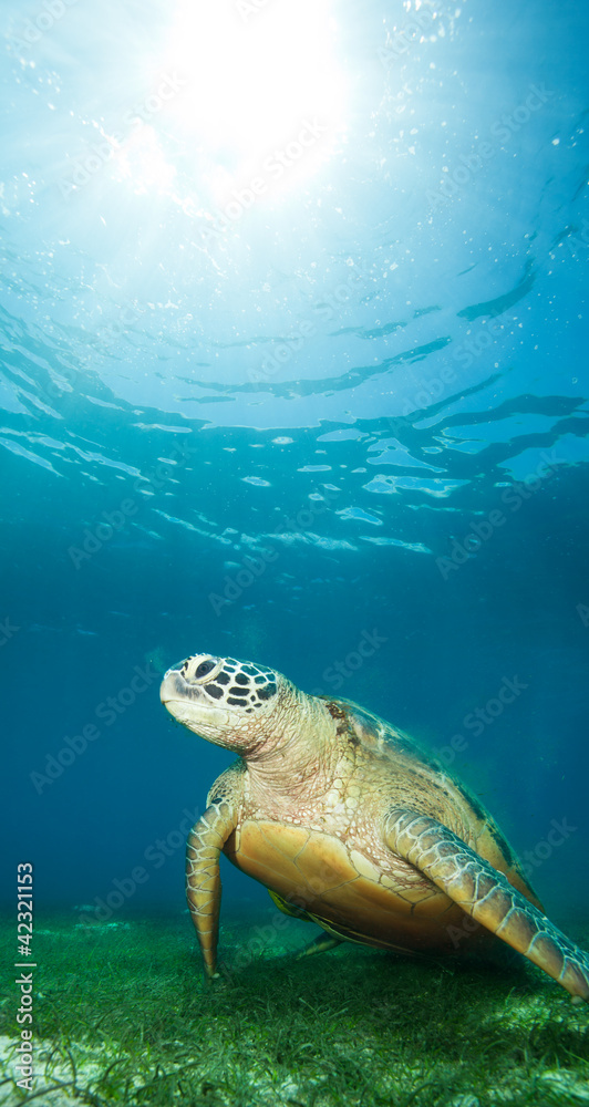 深海海龟
