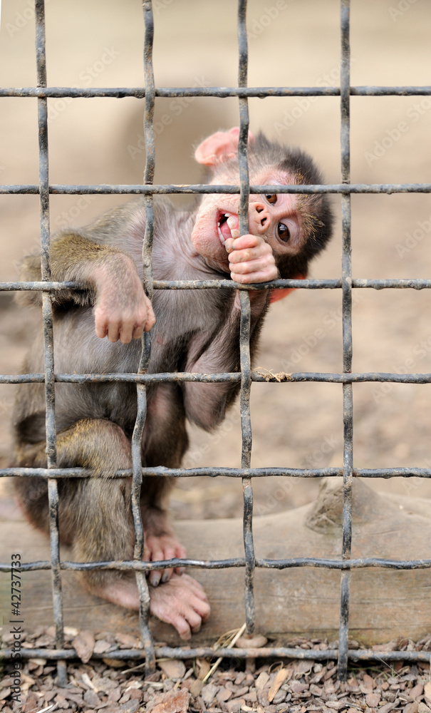 关在笼子里的猴子宝宝