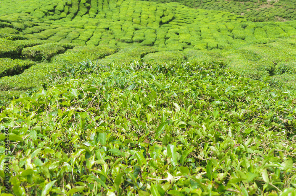 Teeplantage, Camellia Sinensis