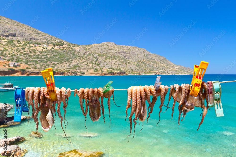 在希腊克里特岛普拉塔的一个渔港里晾晒章鱼手臂。