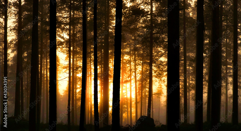 雾蒙蒙的森林里的日落