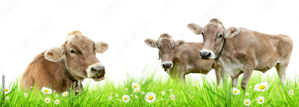 牧场上的奶牛家族，在白色背景下与世隔绝