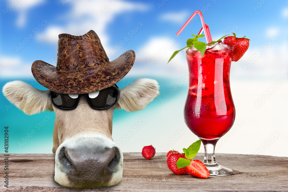 有趣的奶牛与饮料，暑假的概念