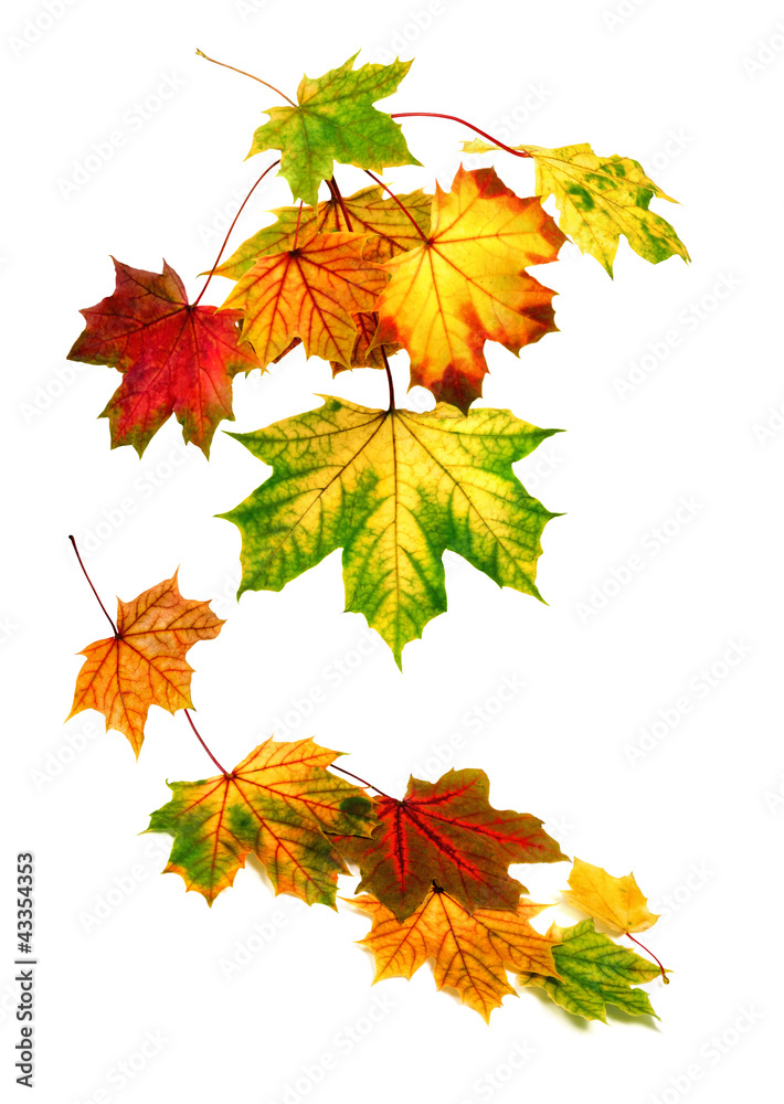 Arrangement aus Herbstblättern