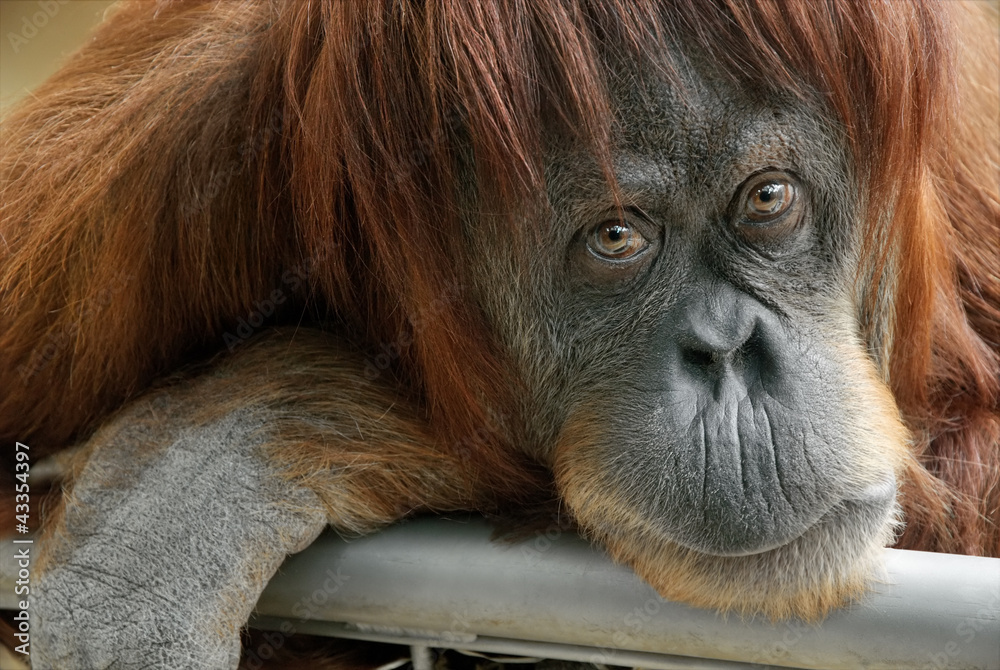 Portrait eines schönen Orang-Utan Weibchens