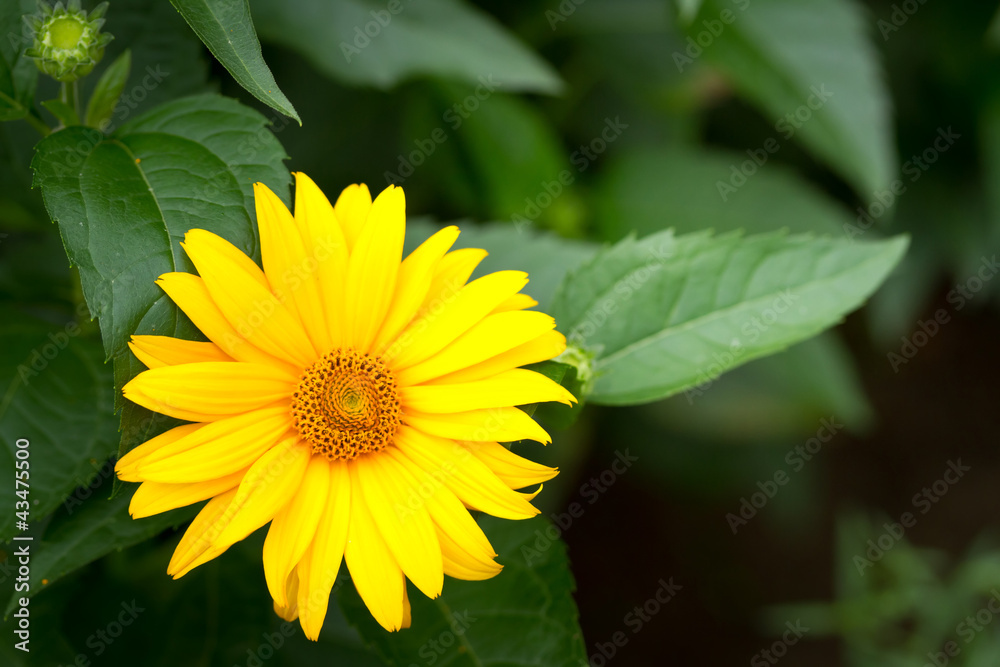 花园里的黄色格贝尔花