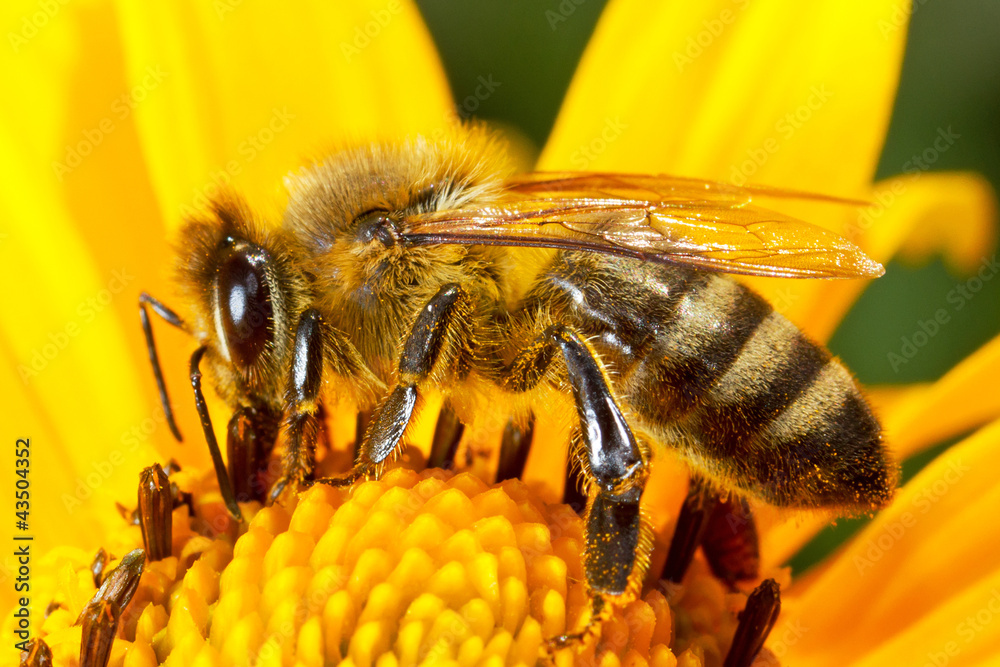 蜜蜂在花朵上的宏观