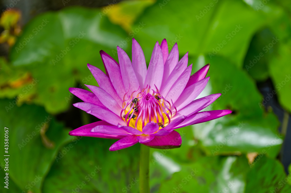 池塘里有蜜蜂的紫色睡莲