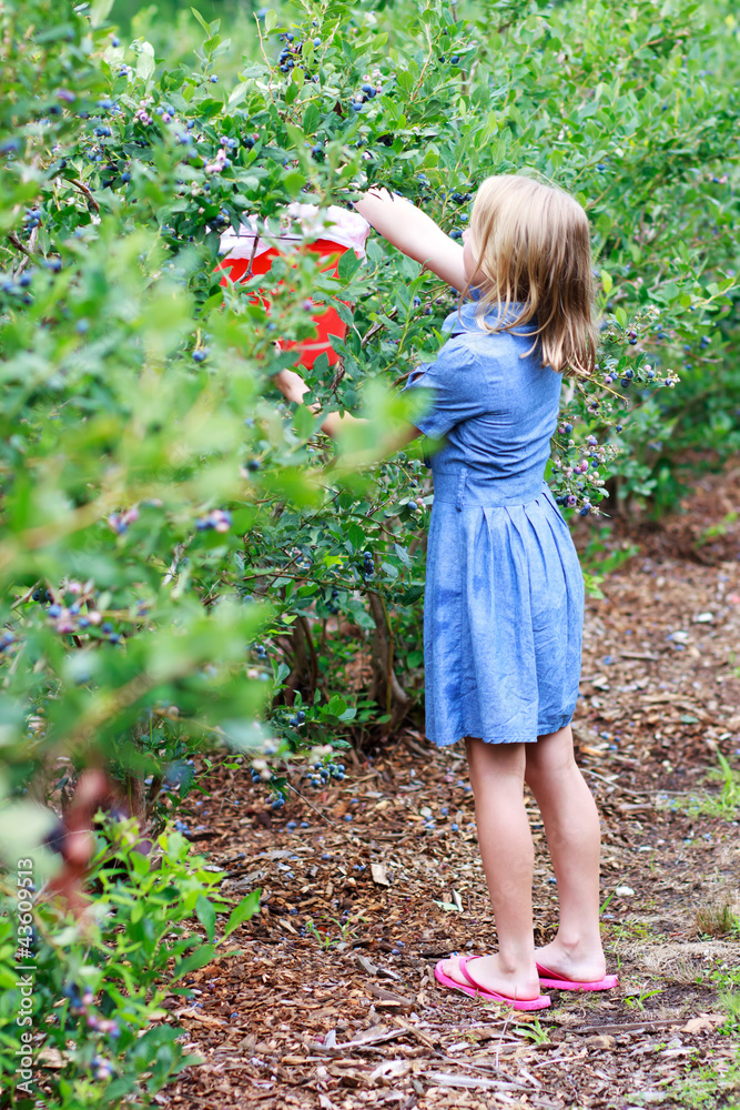 Blonde Girl Picking Blueberries