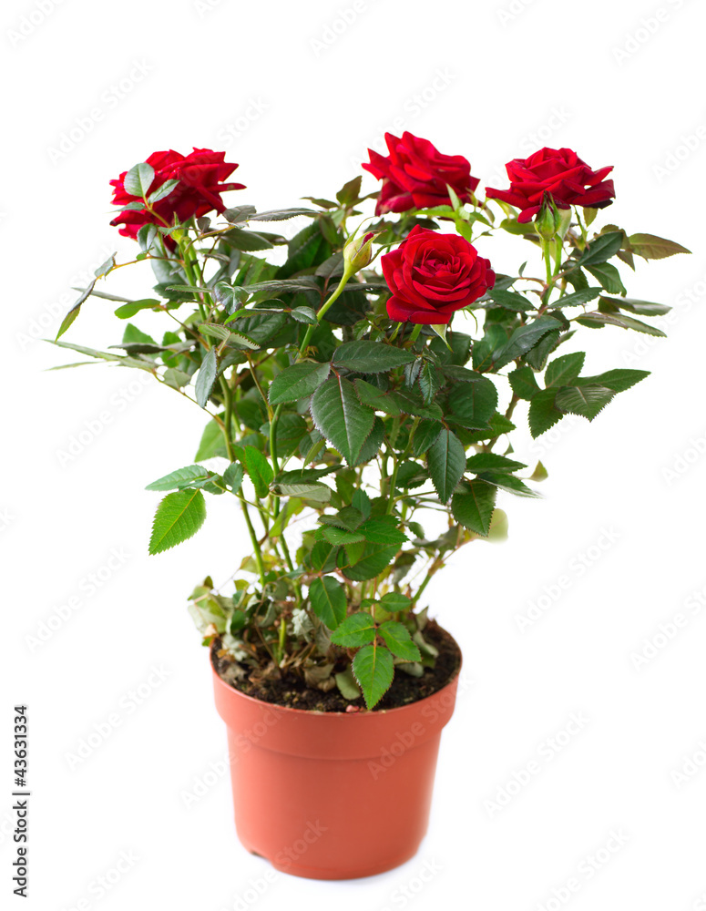 盆栽玫瑰。园艺