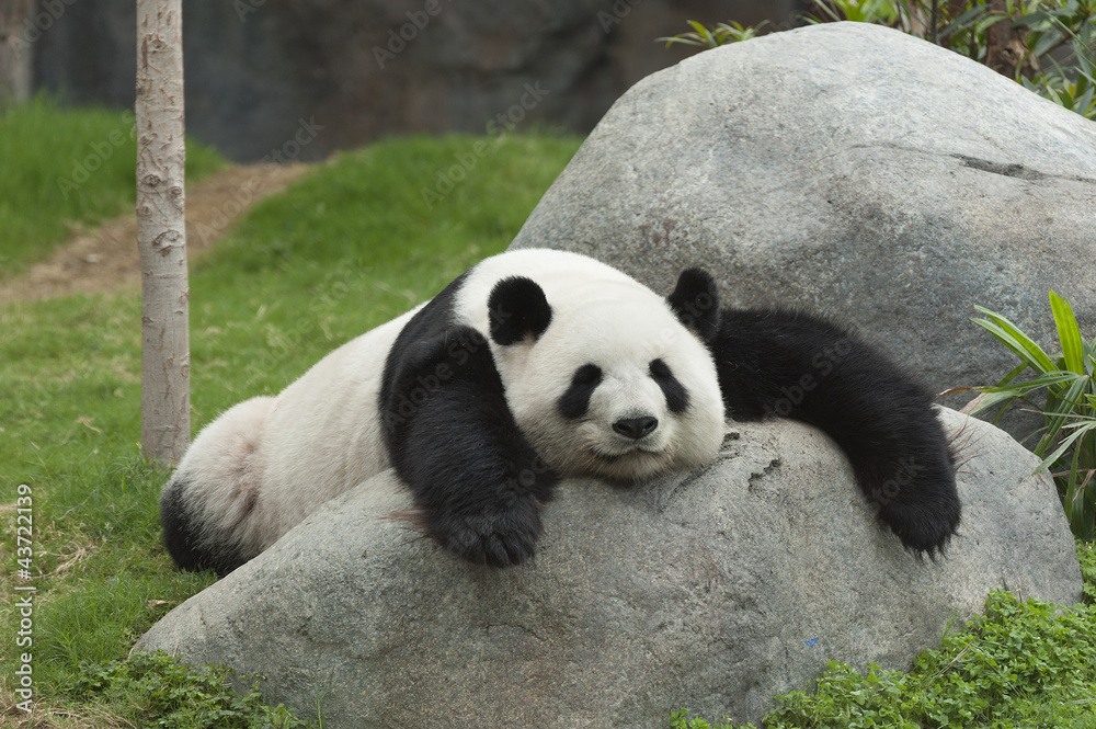 大熊猫睡觉