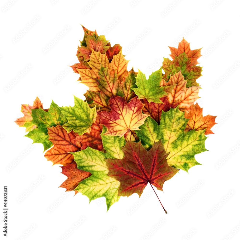 Bunte Herbstblätter als ein Blatt geformt