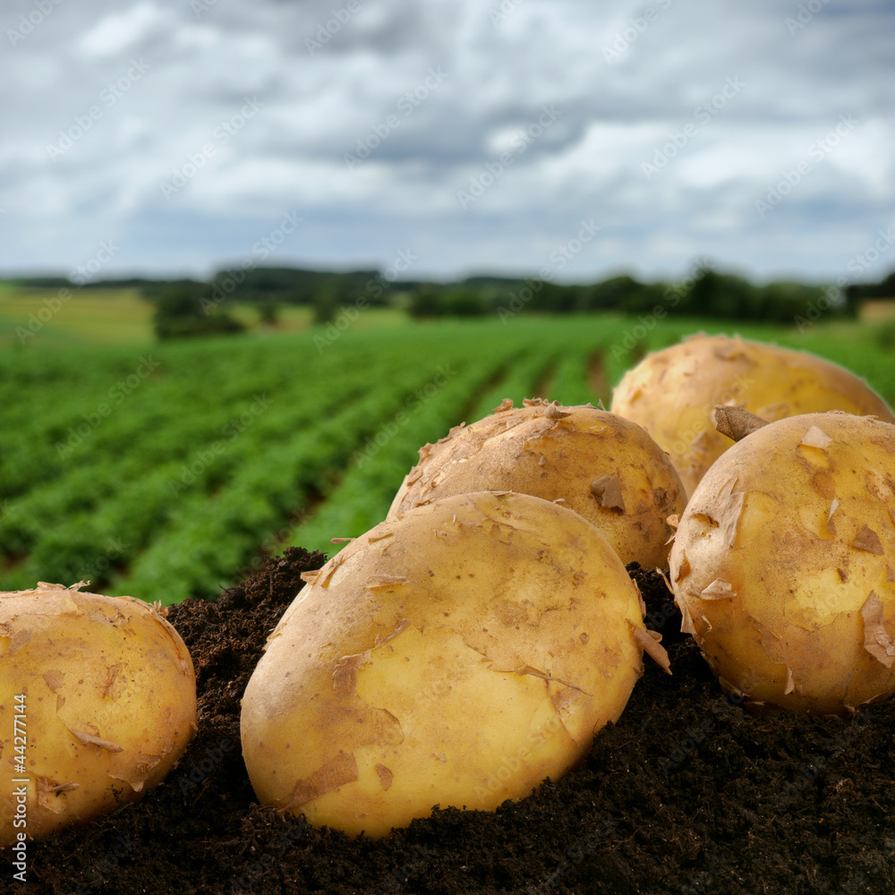 地上刚挖的土豆