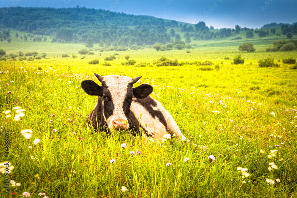 奶牛在绿色的夏季草地上吃草