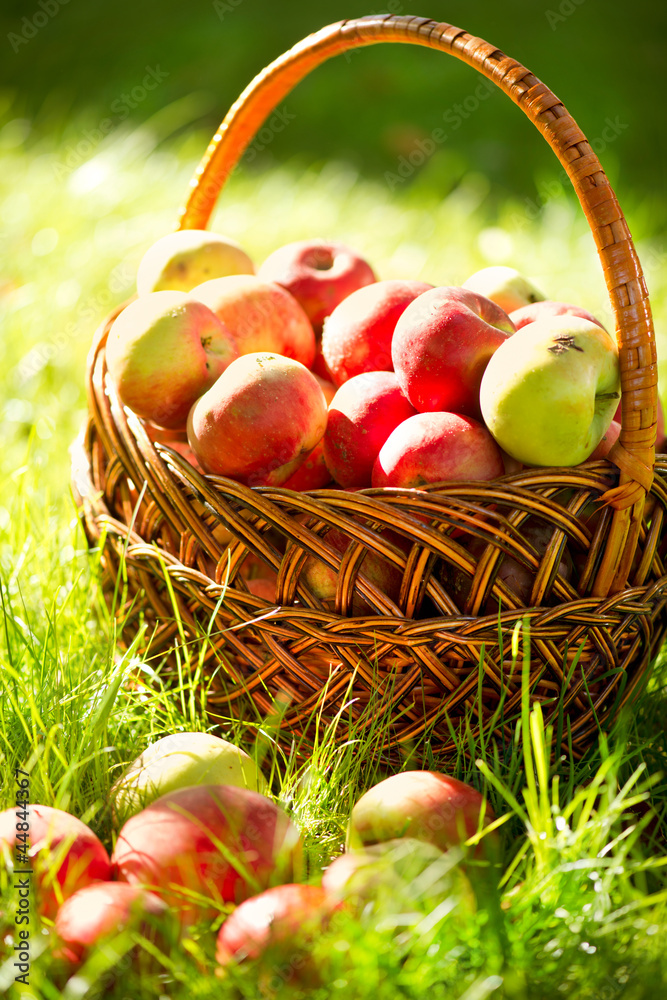 篮子里的有机苹果。果园。花园