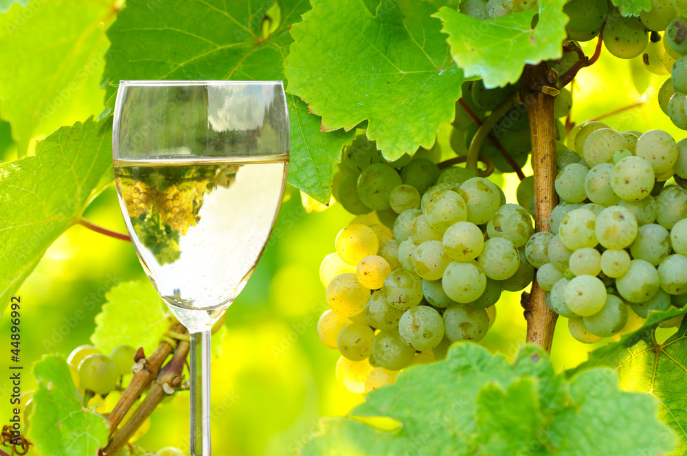Weißwein im Weinberg
