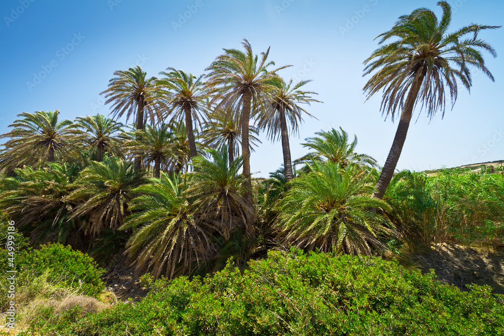 希腊克里特岛上的克里特岛椰枣树和香蕉