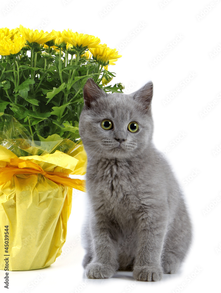 小猫和黄色花朵