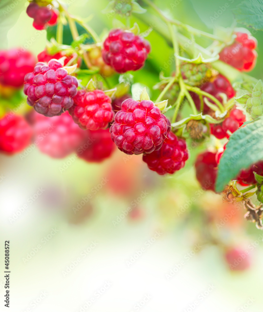 树莓。种植有机浆果的艺术设计