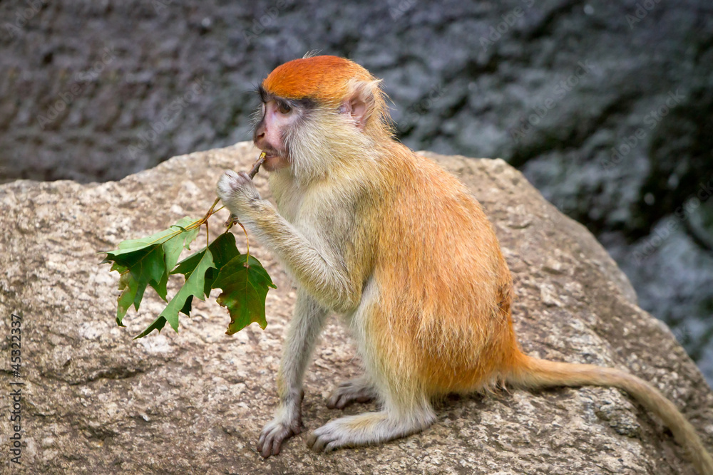 猴子坐在岩石上
