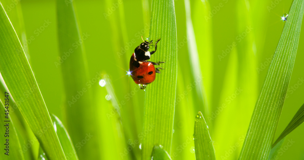 closeup of cute ladybug