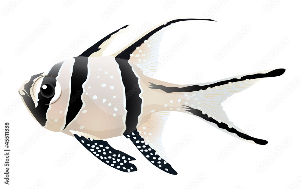 Banggai红雀鱼