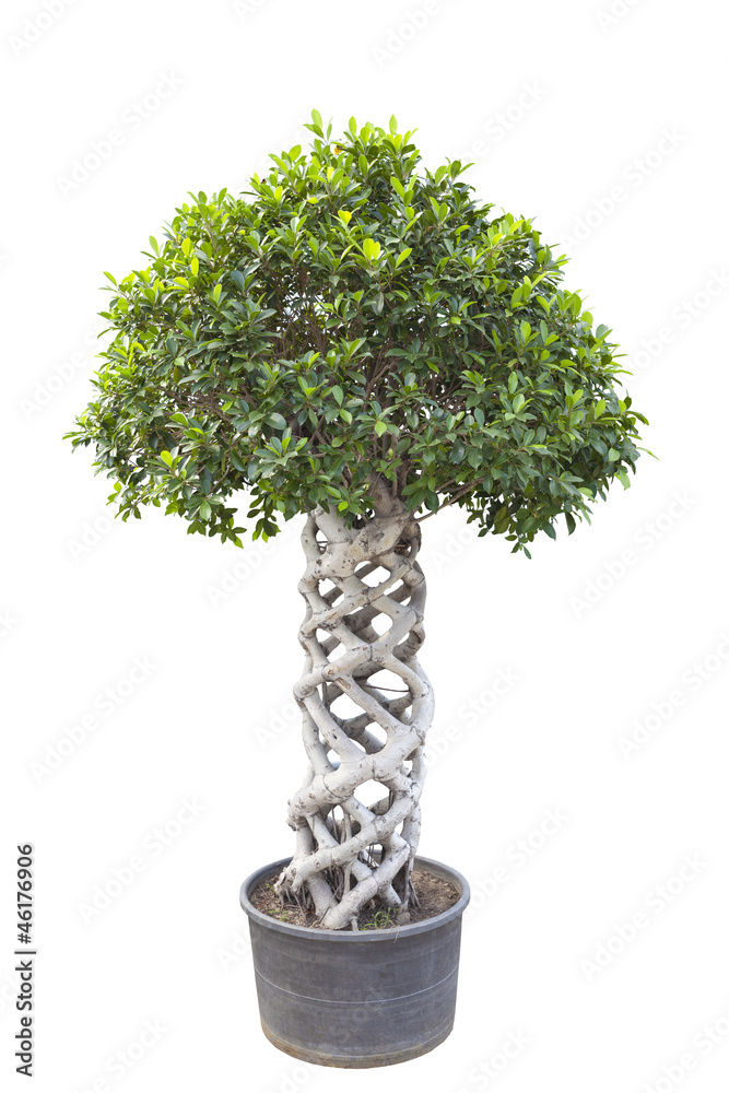 banyan tree bonsai