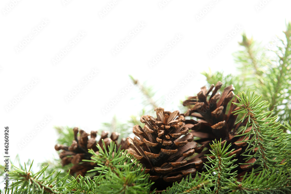 spruce branches with pine cones