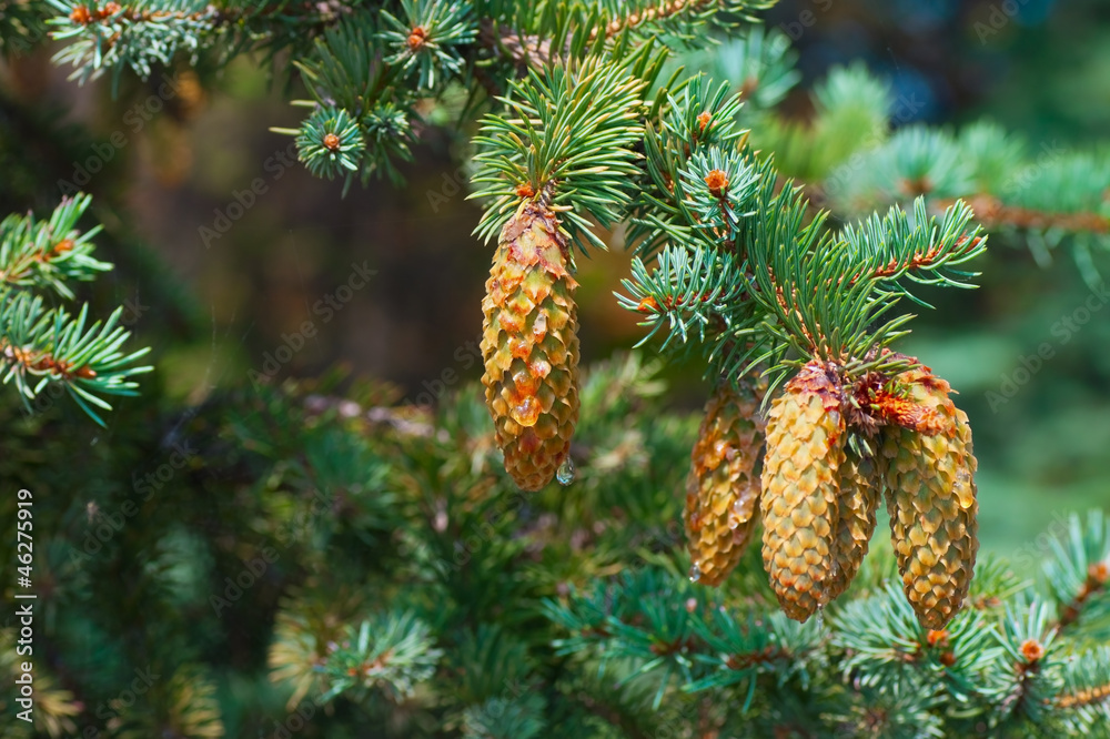 Spruce branches with cones close-up