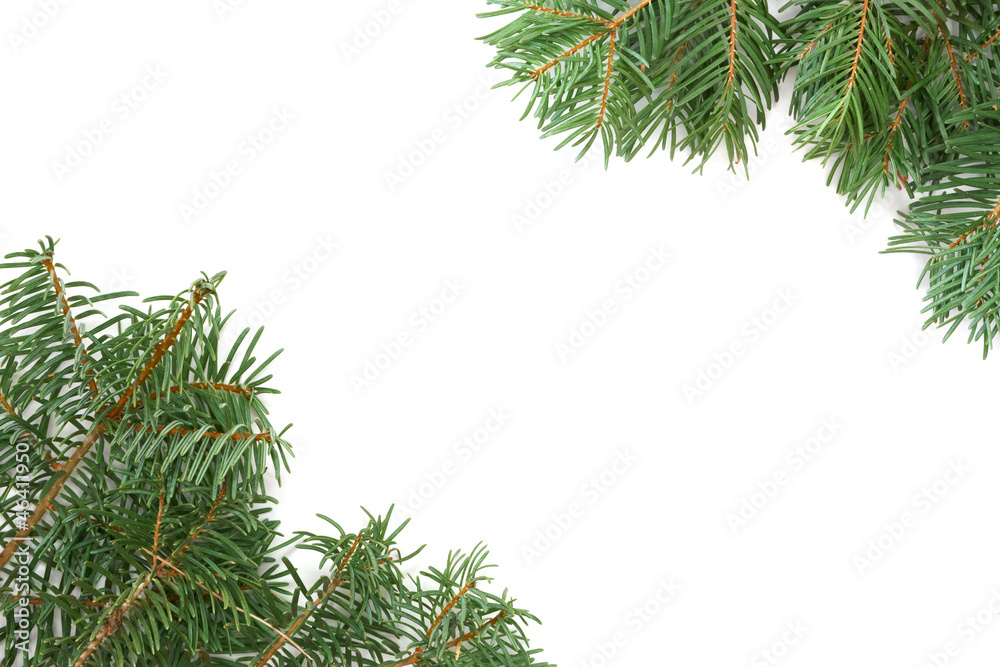 白色背景上的圣诞树枝