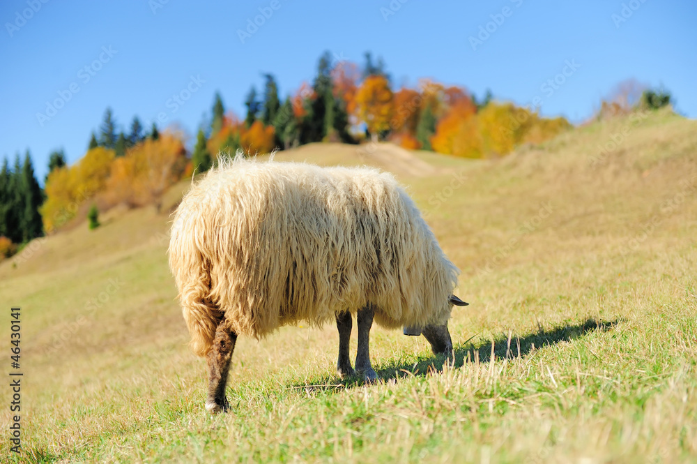 田野上的羊