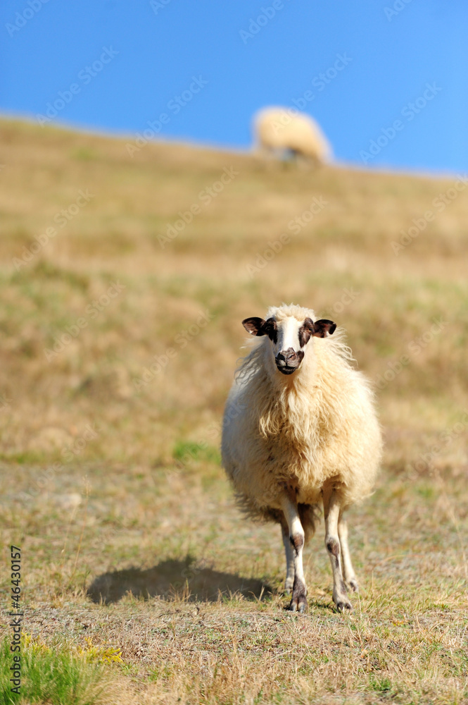 田野上的羊