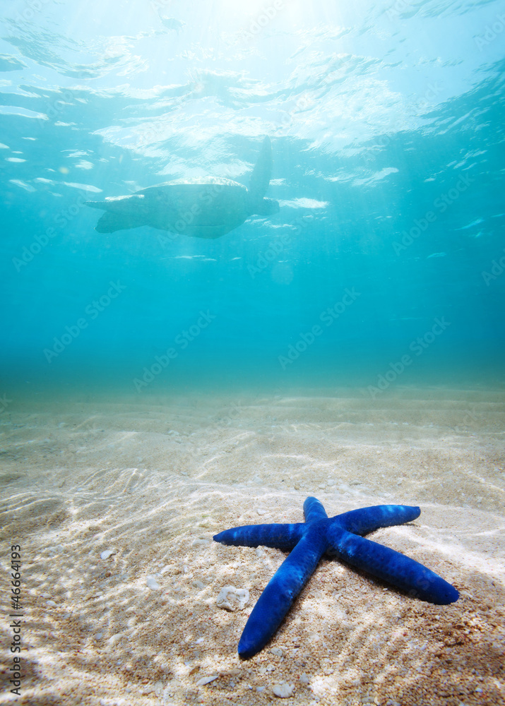 Blue starfish deep underwater