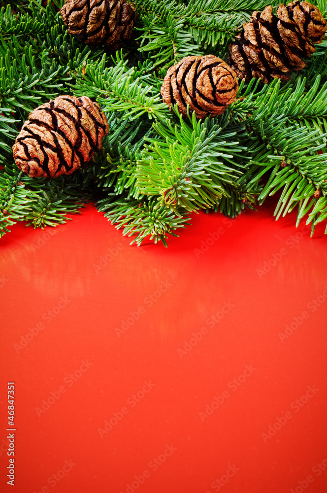 节日红背上有松果的圣诞树树枝