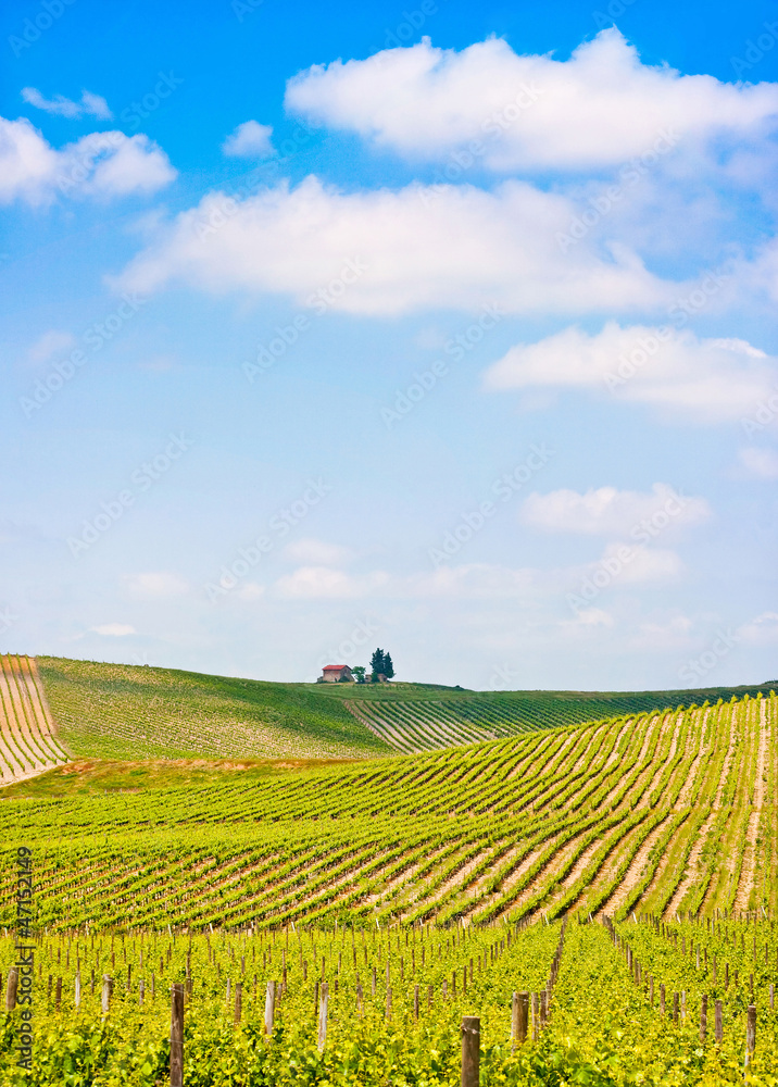 Tuscany landscape with vineyard in Chianti region, Italy