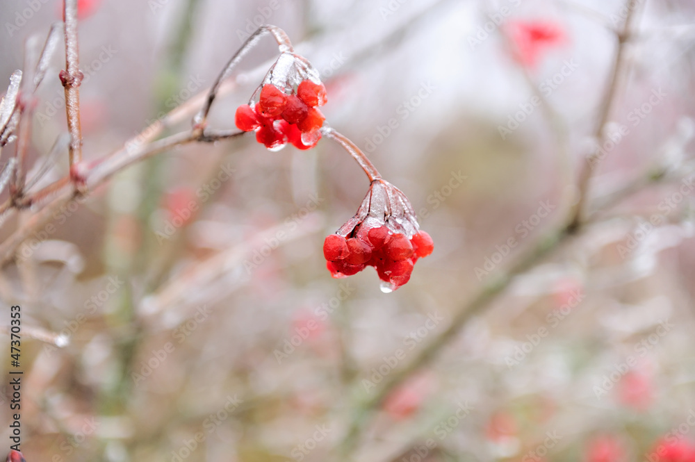 Red berries of Viburnum in the frost on a branch