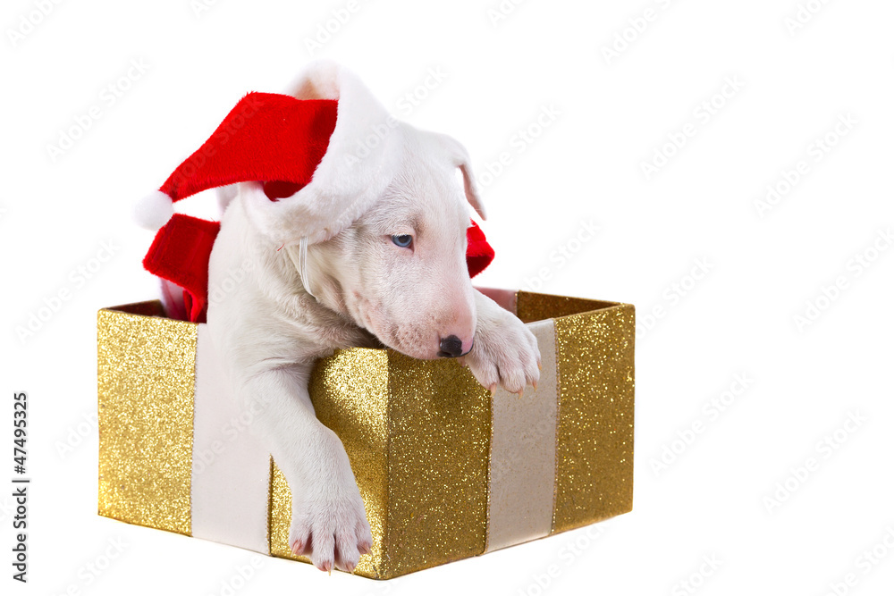 白色隔离圣诞礼物盒中的可爱小狗