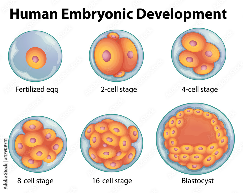 人类胚胎发育阶段