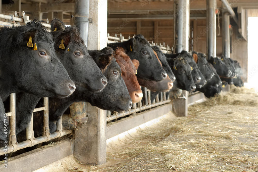 Kühe in einer Reihe im offenem Stall