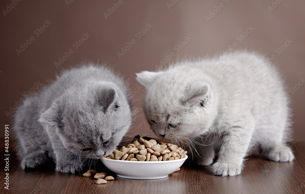 盛有猫粮和两只小猫的碗
